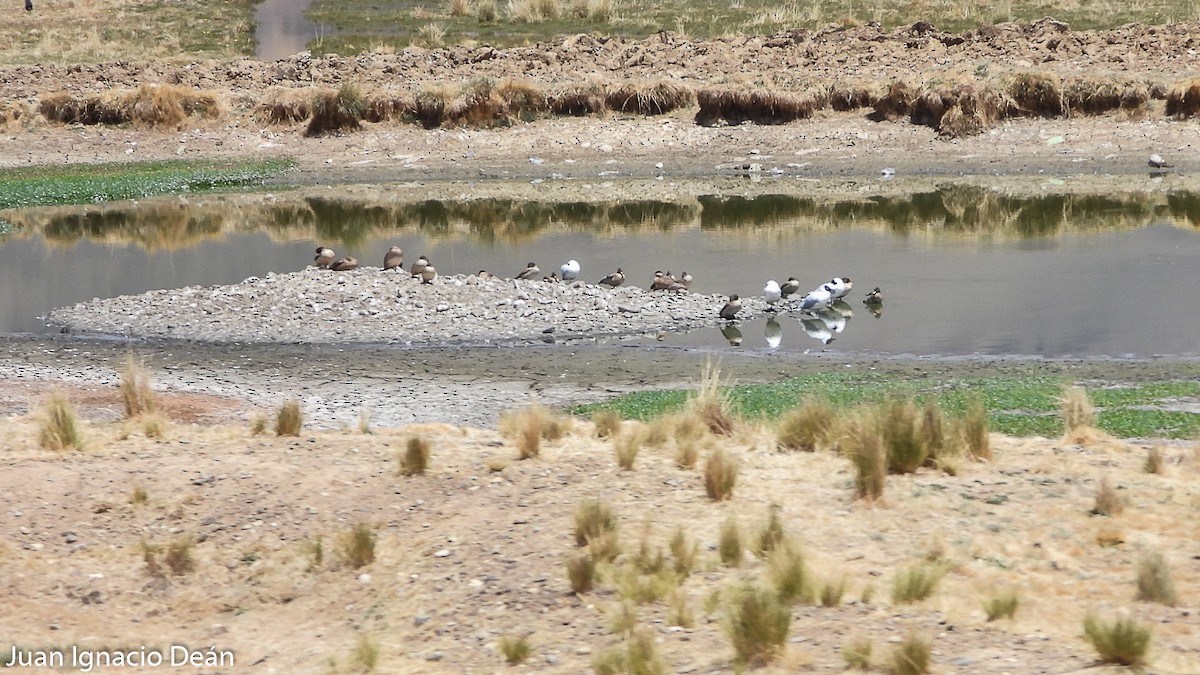 Yellow-billed Teal - ML612122697