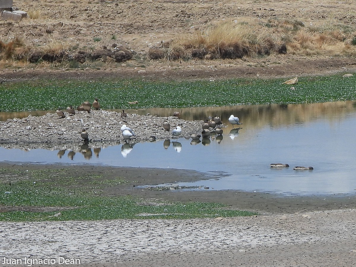 Yellow-billed Teal - ML612122709