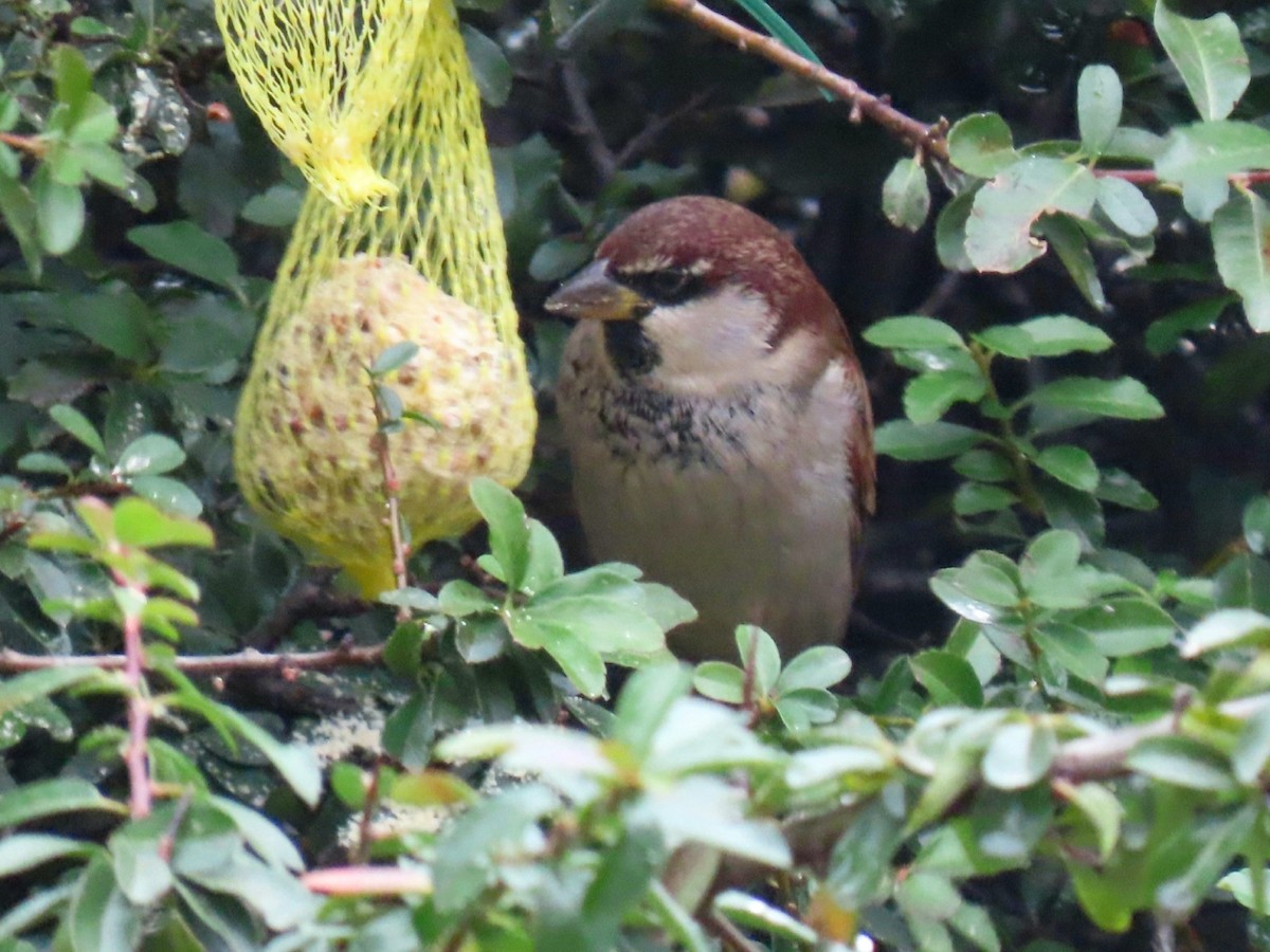 Italian Sparrow - ML612122748