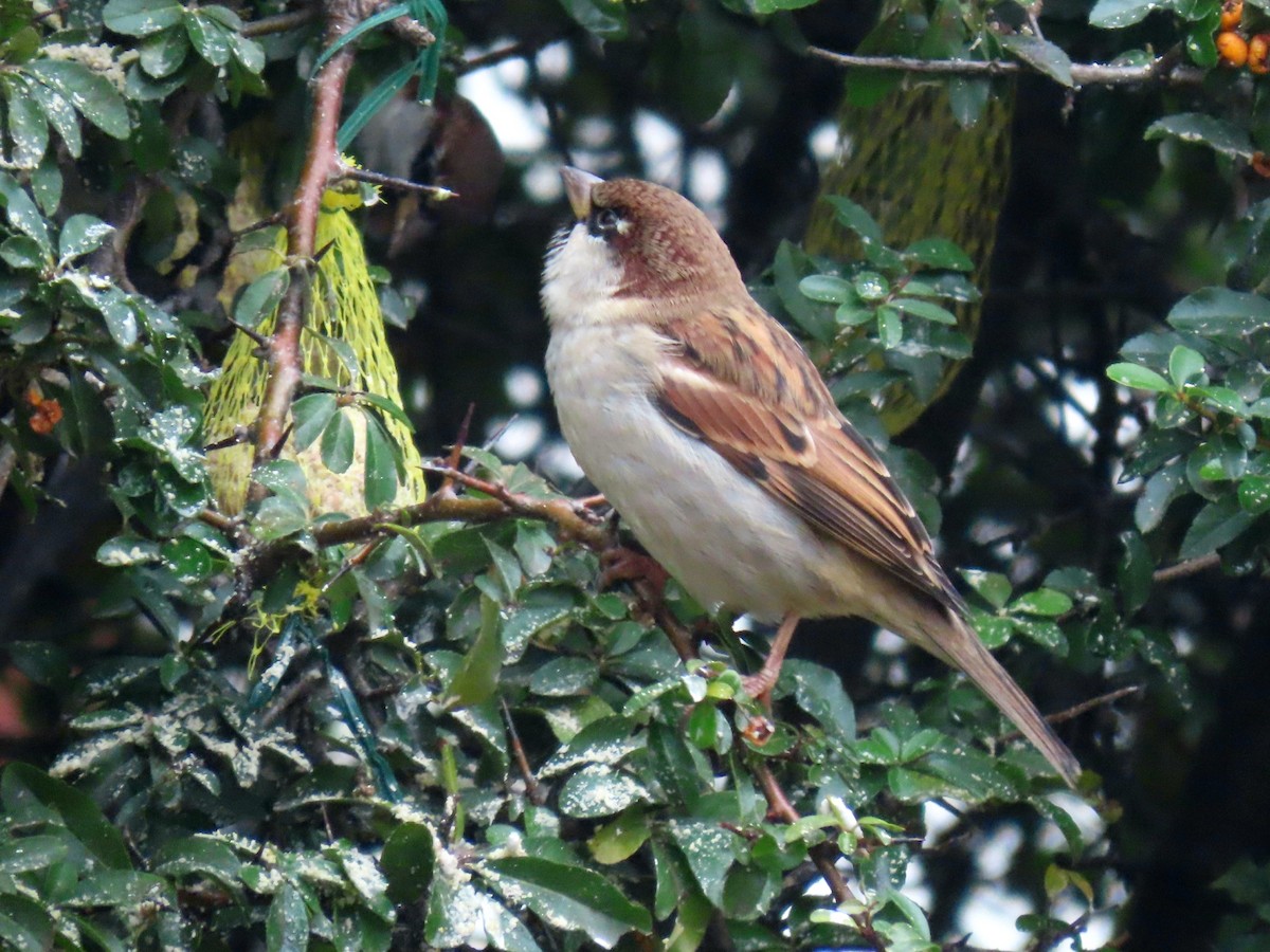 Italian Sparrow - ML612122749