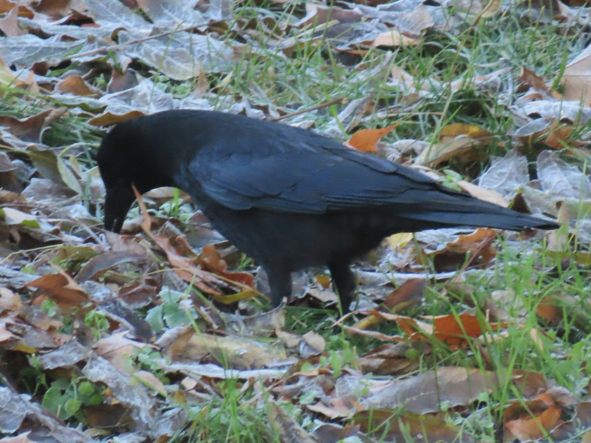 Carrion Crow - ML612122799