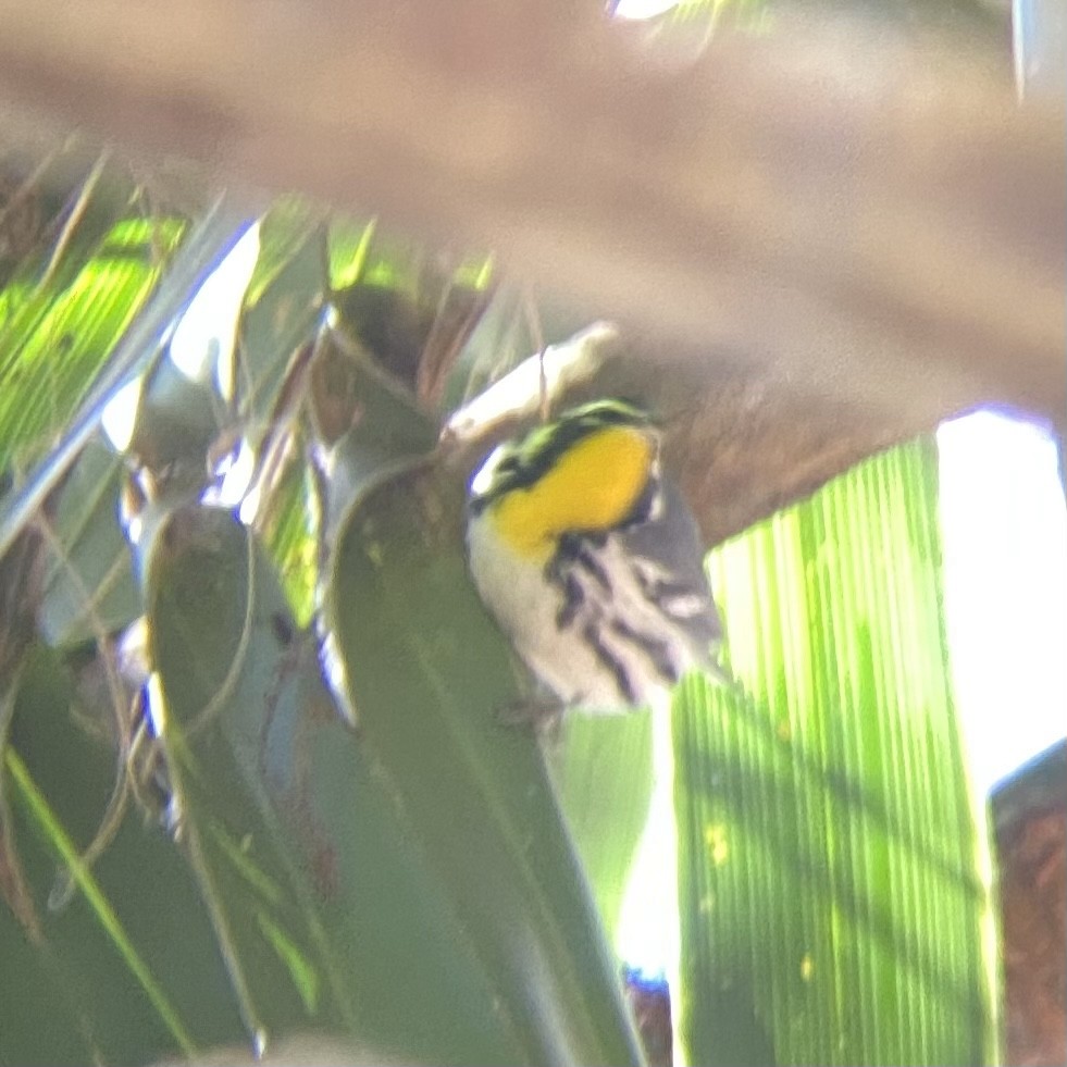 Yellow-throated Warbler - ML612122815