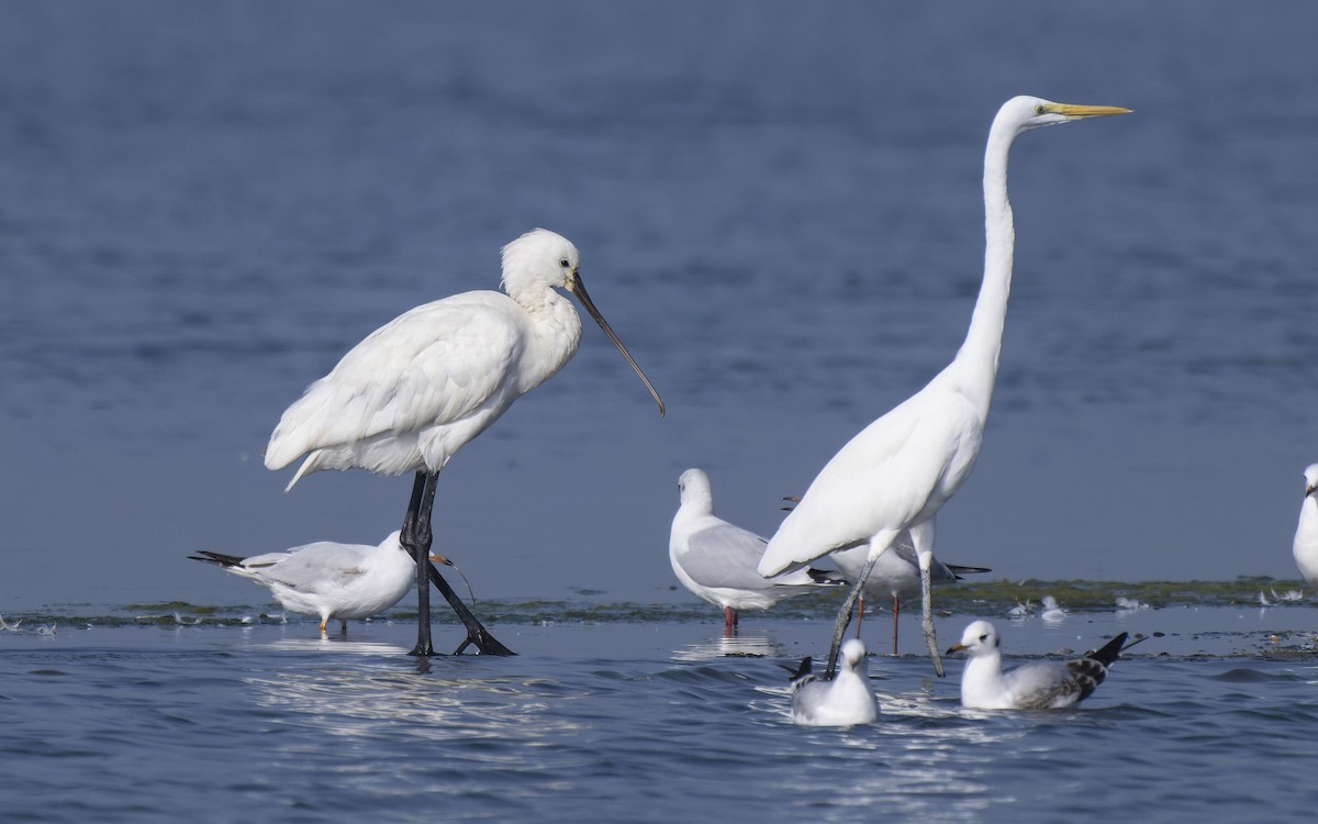 Eurasian Spoonbill - ML612122837