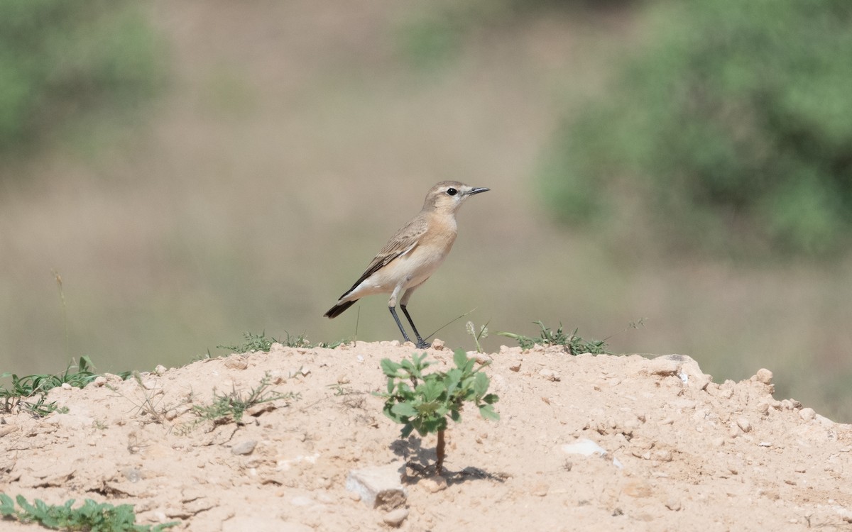 Isabelline Wheatear - ML612122870