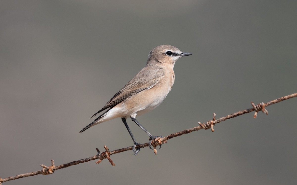 Isabelline Wheatear - ML612122871