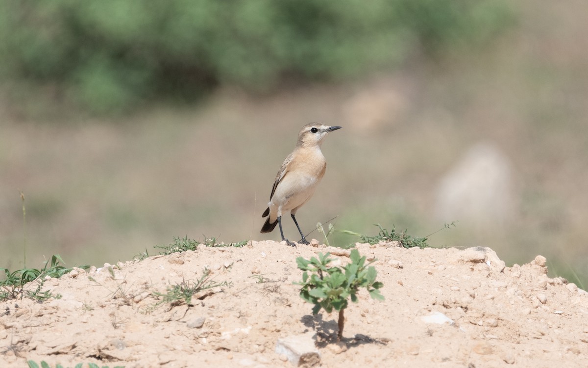 Isabelline Wheatear - ML612122872