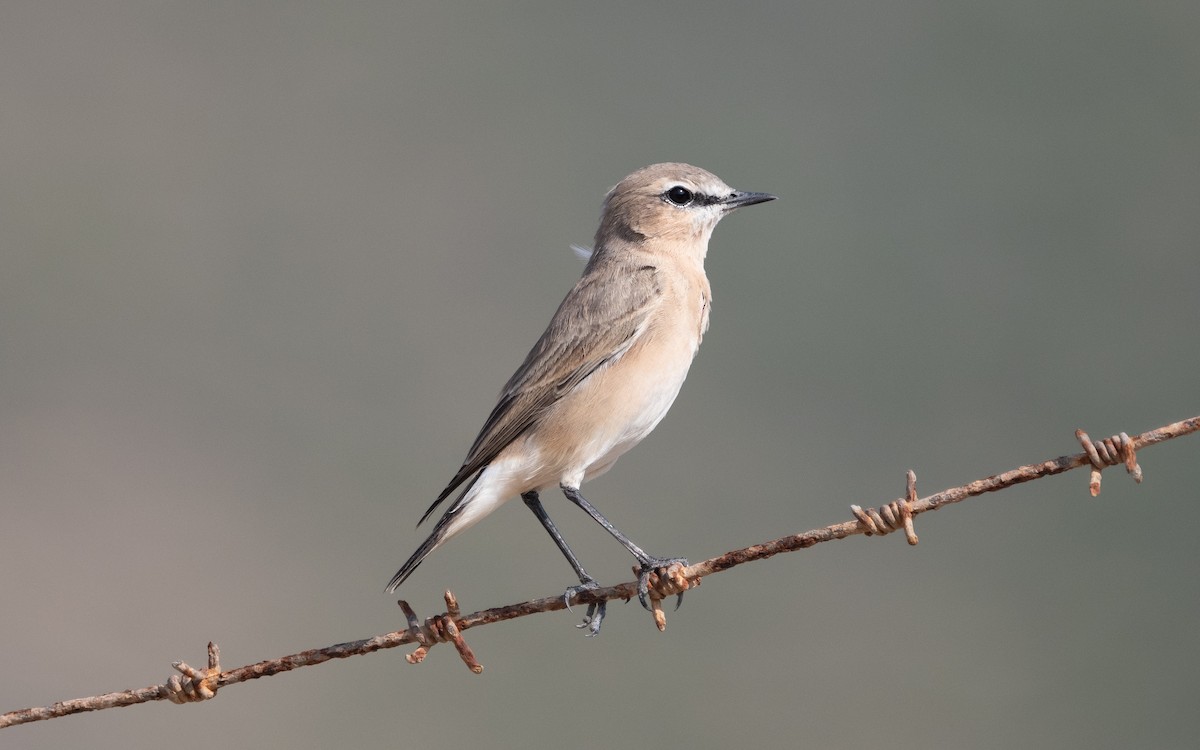 Isabelline Wheatear - ML612122873