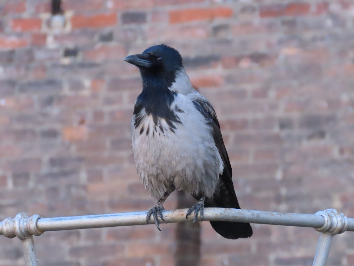 Hooded Crow - ML612122909