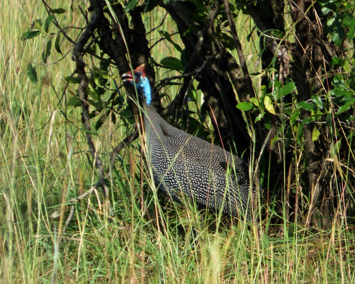 Helmeted Guineafowl - ML612122912