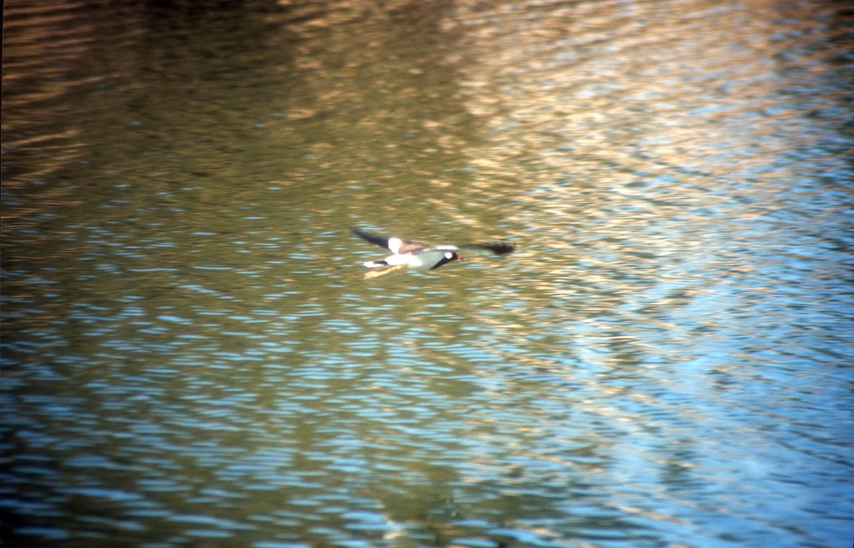 Red-wattled Lapwing - ML612122924