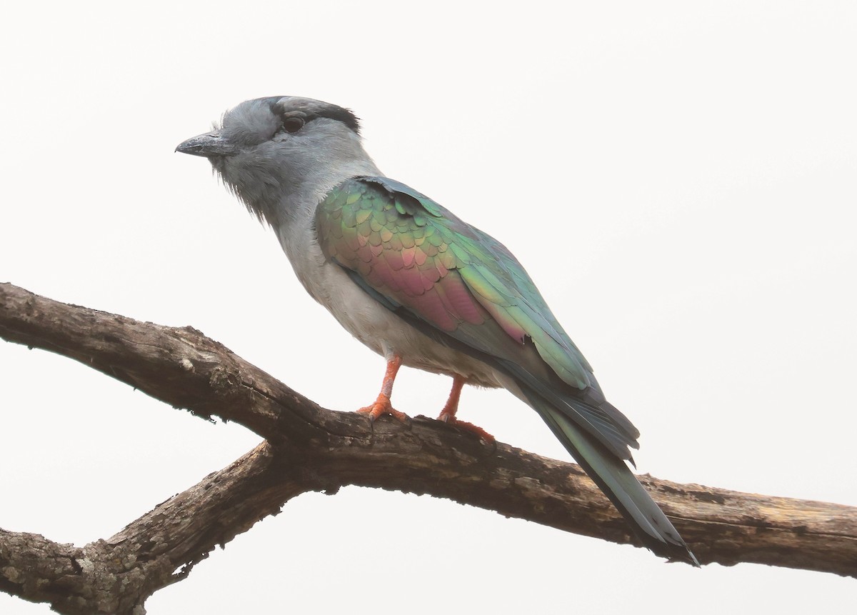 Cuckoo-roller - ML612122926