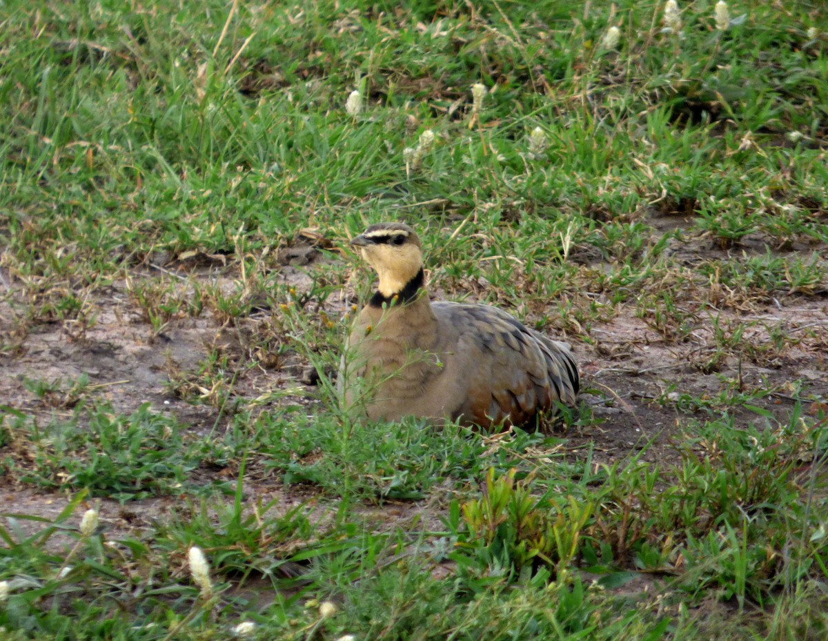 Yellow-throated Sandgrouse - ML612122927