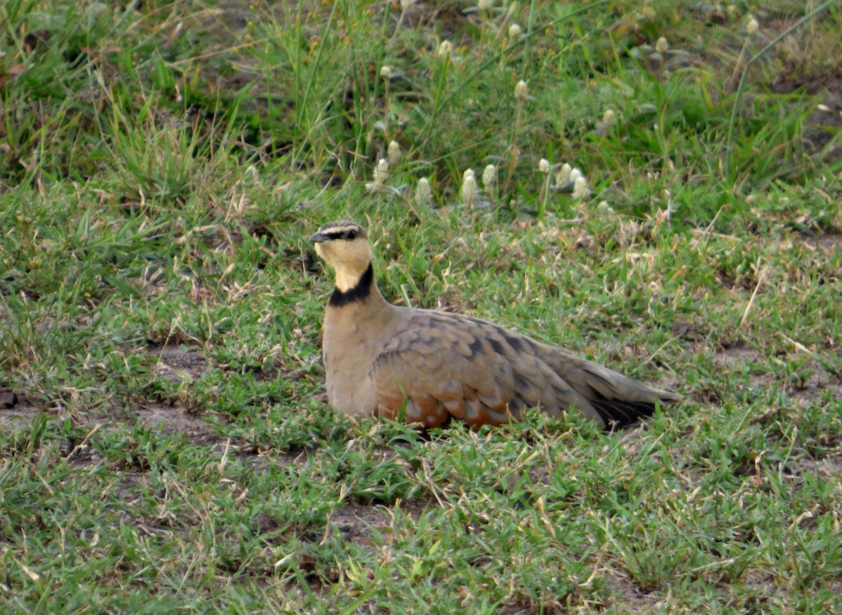 Yellow-throated Sandgrouse - ML612122928