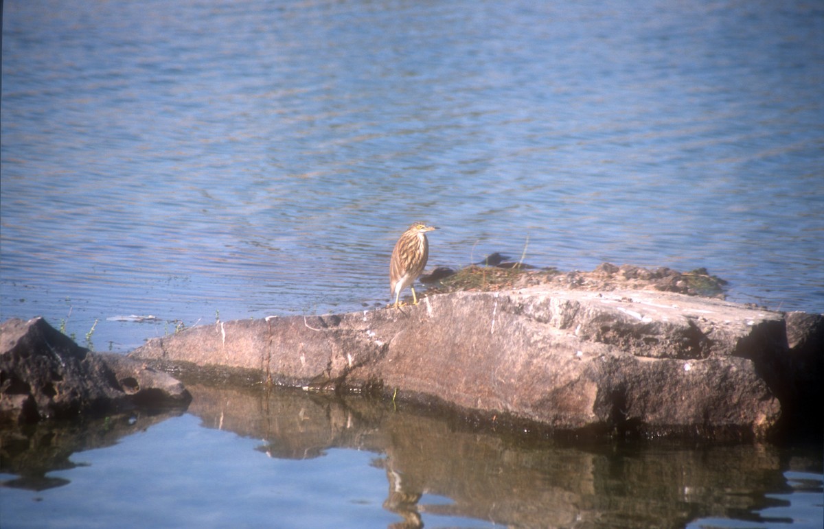 Indian Pond-Heron - Guy RUFRAY