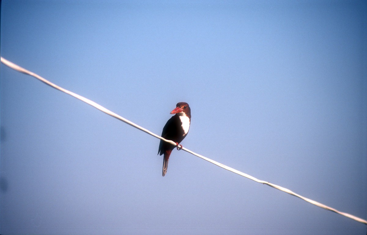 White-throated Kingfisher - Guy RUFRAY