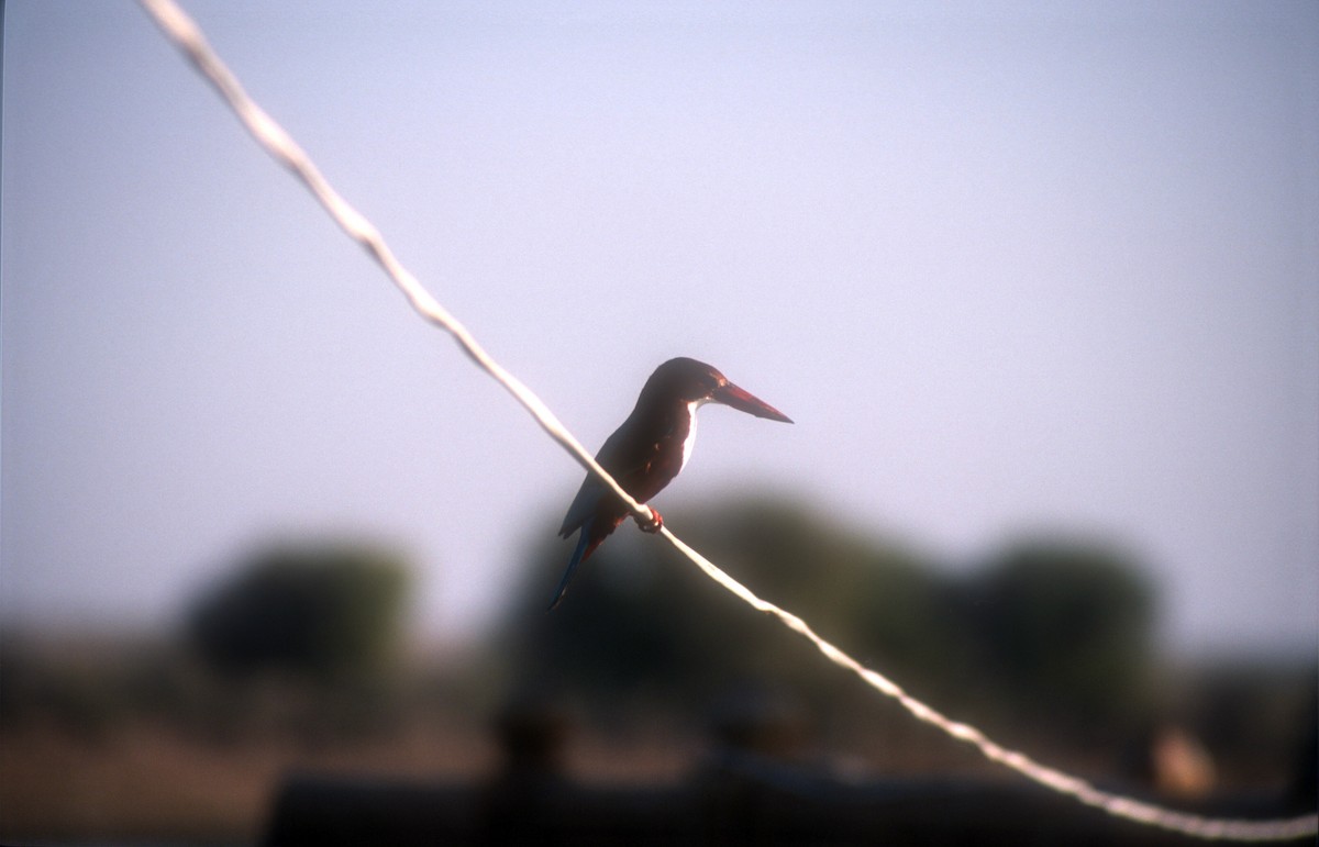 White-throated Kingfisher - Guy RUFRAY