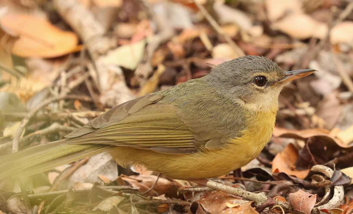 Bulbul de Appert - ML612122951