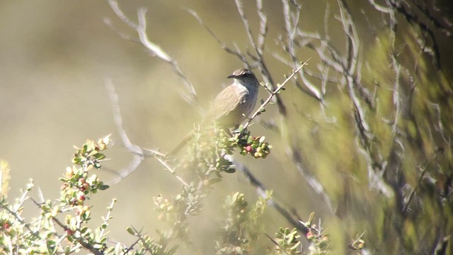 Bandurrita Patagona - ML612122965