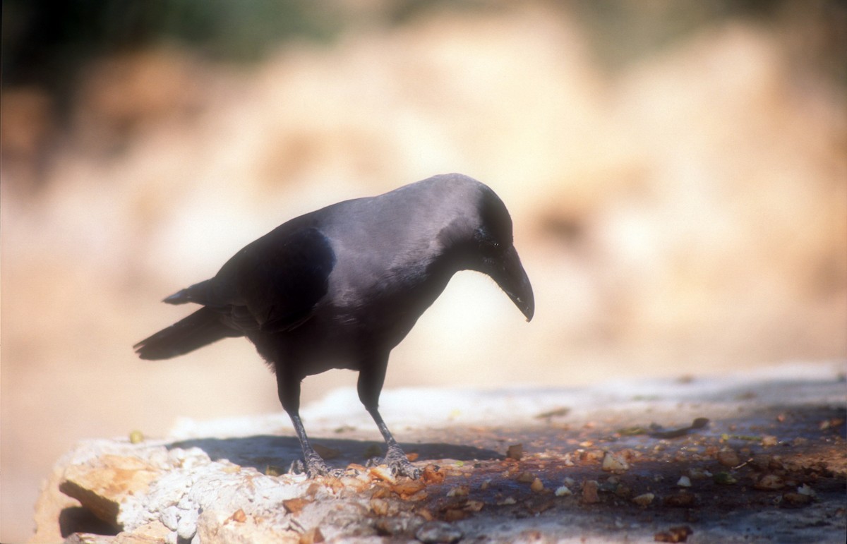 House Crow - Guy RUFRAY