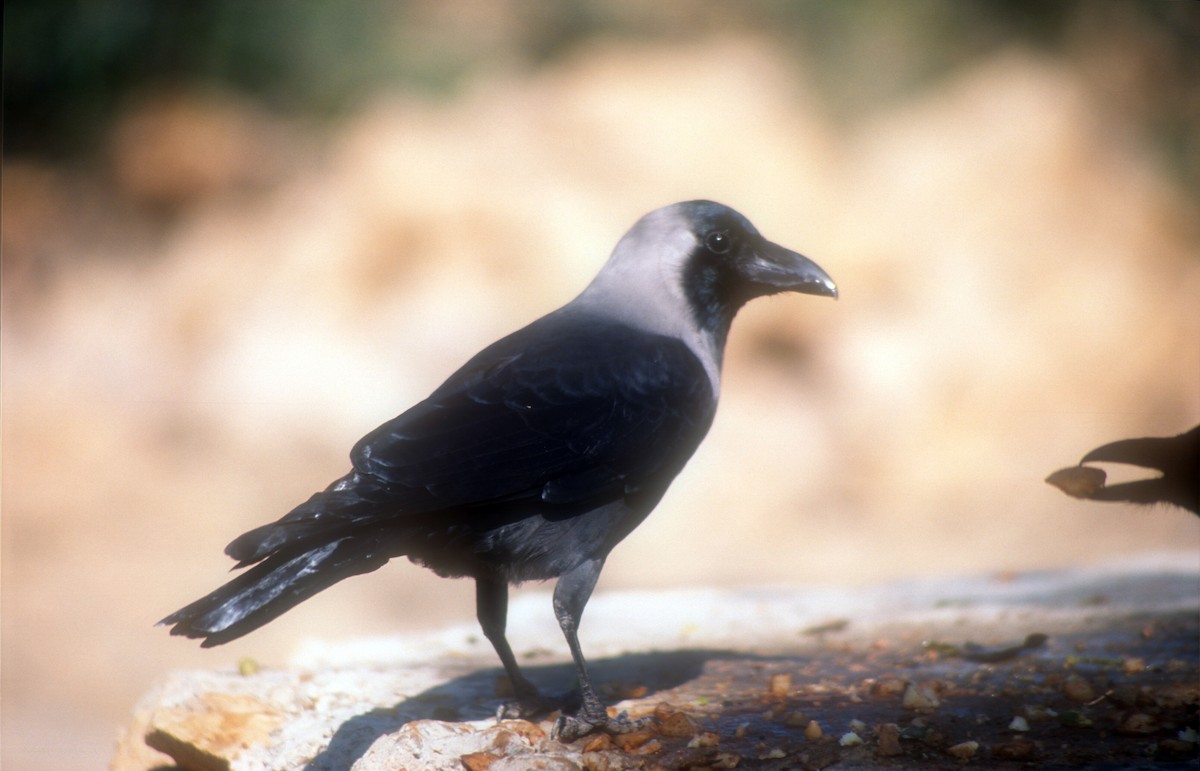 House Crow - Guy RUFRAY