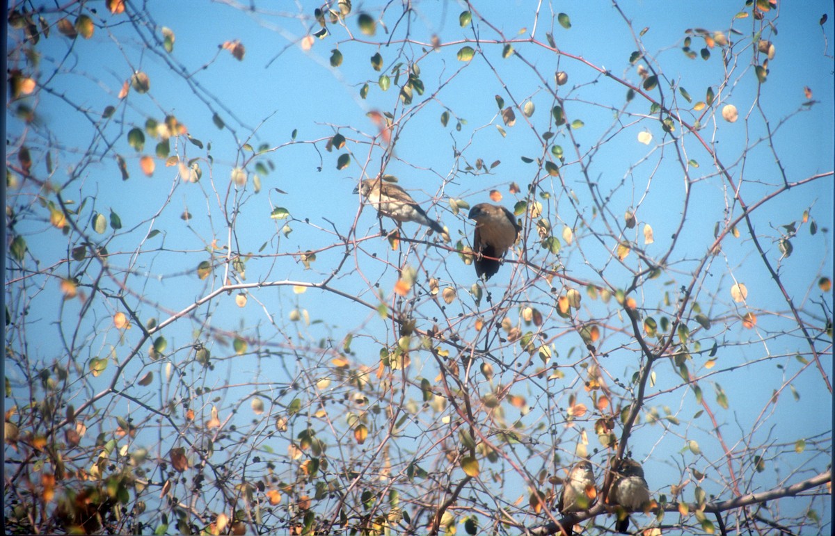 Indian Silverbill - Guy RUFRAY
