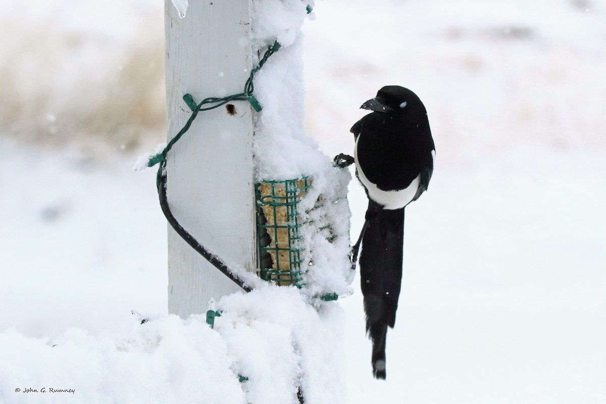 Black-billed Magpie - John Rumney