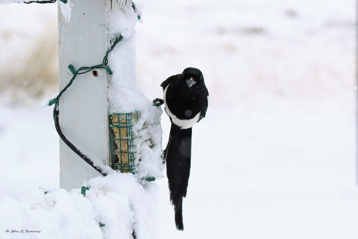 Black-billed Magpie - John Rumney