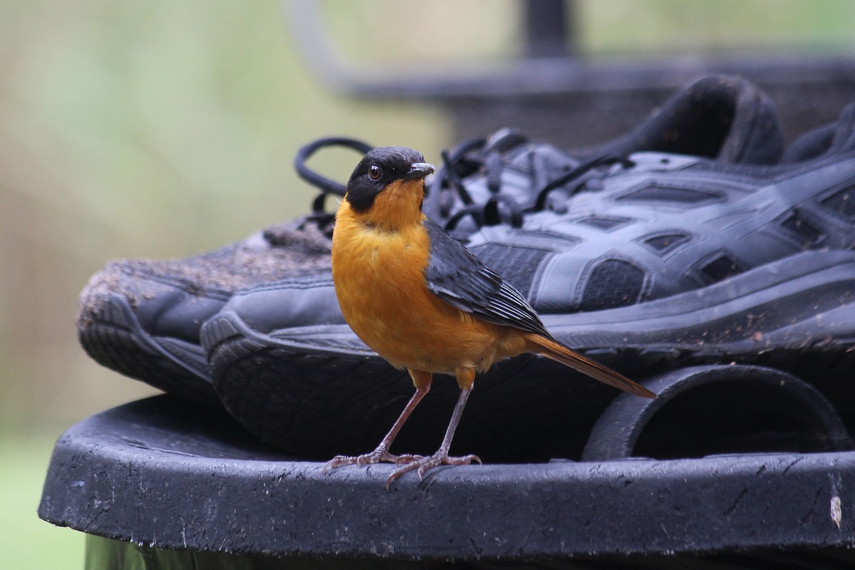 Chorister Robin-Chat - Gideon Williams