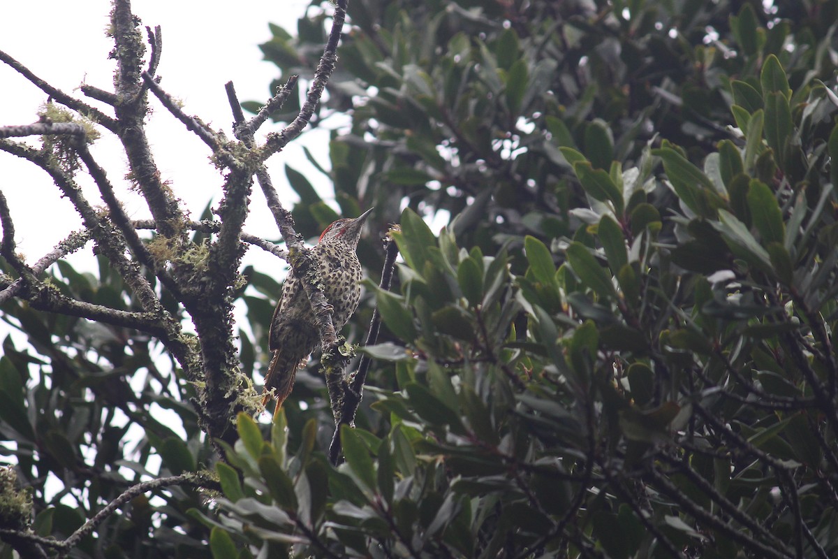 Knysna Woodpecker - ML612123060