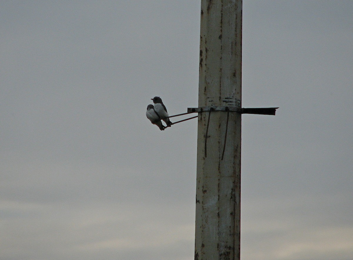 White-breasted Woodswallow - ML612123122