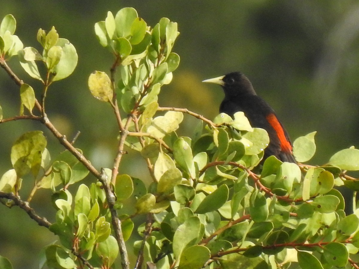 Red-rumped Cacique - Gregg Severson