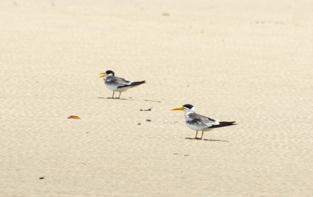 Large-billed Tern - ML612123126