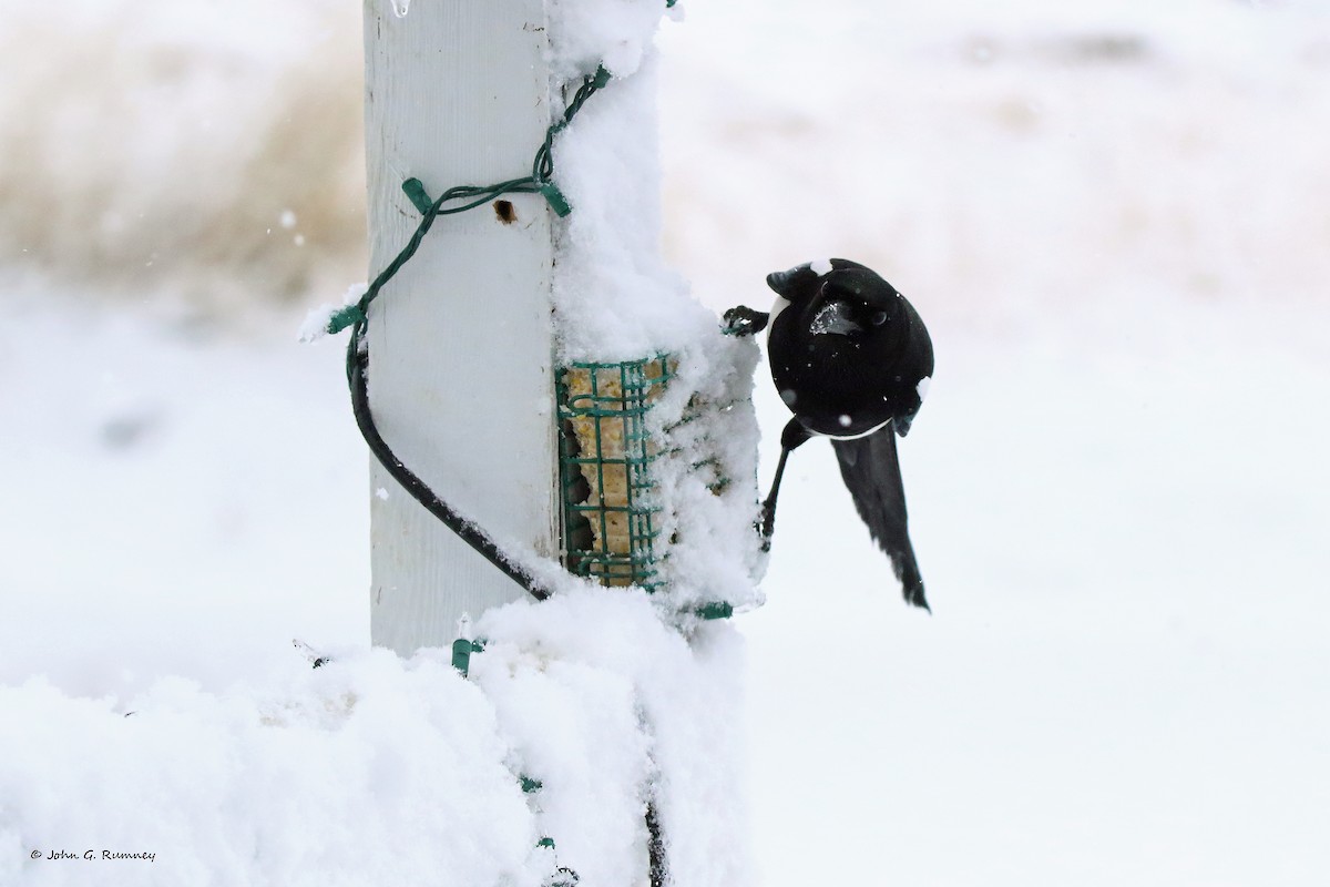 Black-billed Magpie - John Rumney