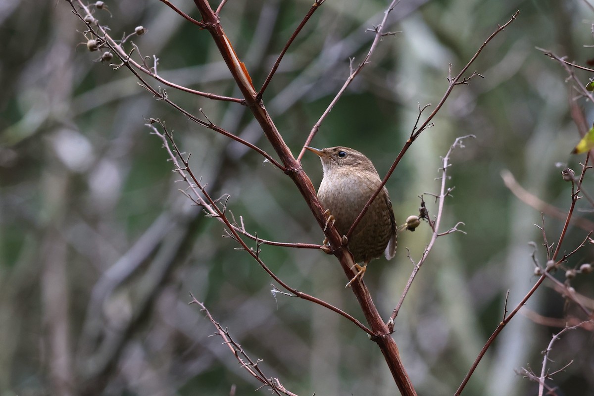 Eurasian Wren - ML612123163