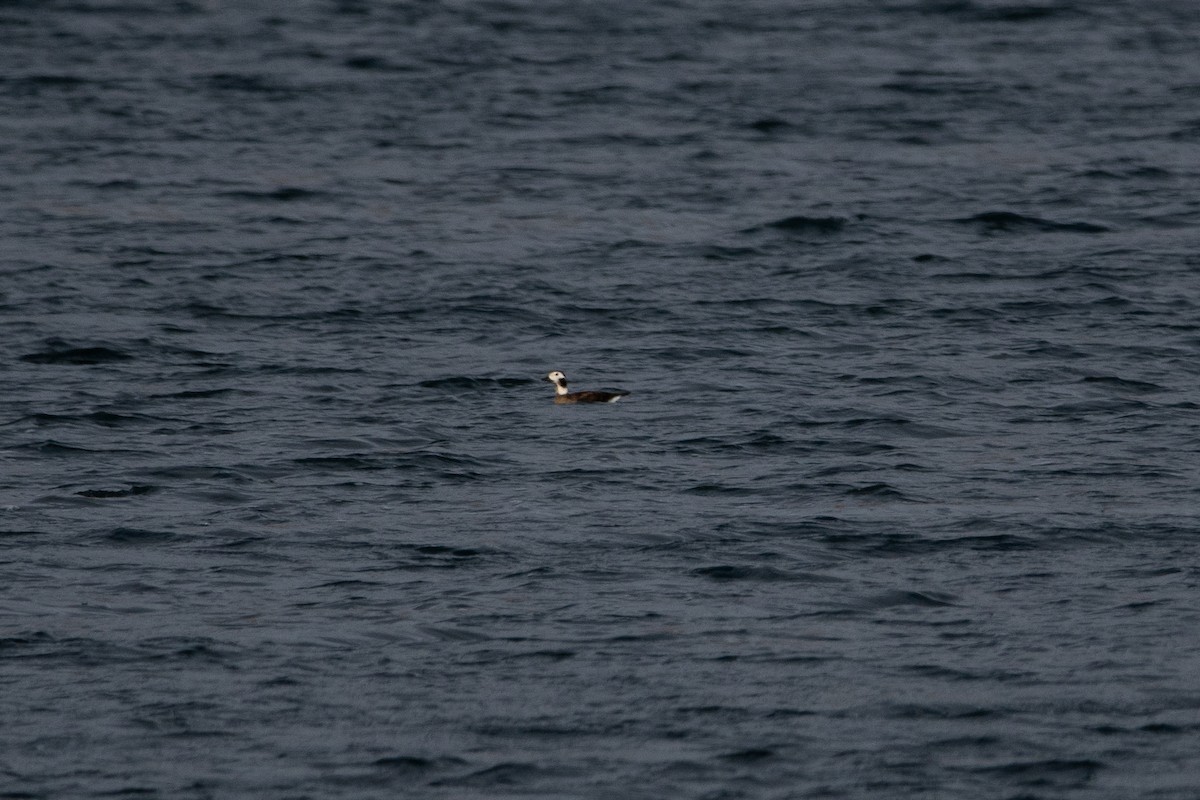 Long-tailed Duck - ML612123164