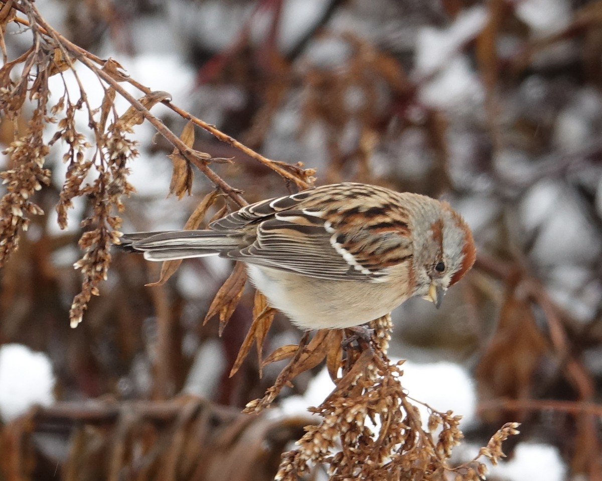 American Tree Sparrow - Michael DeWispelaere