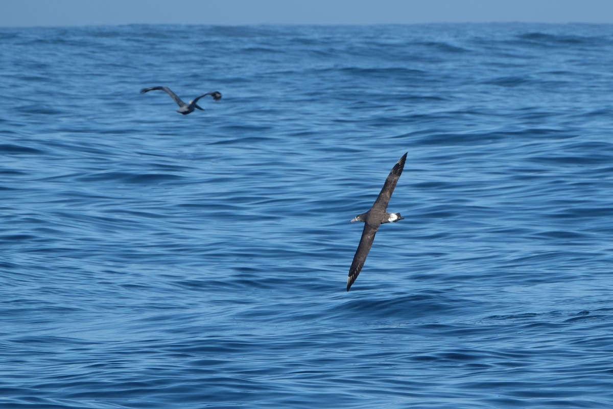 Black-footed Albatross - Ben Bright