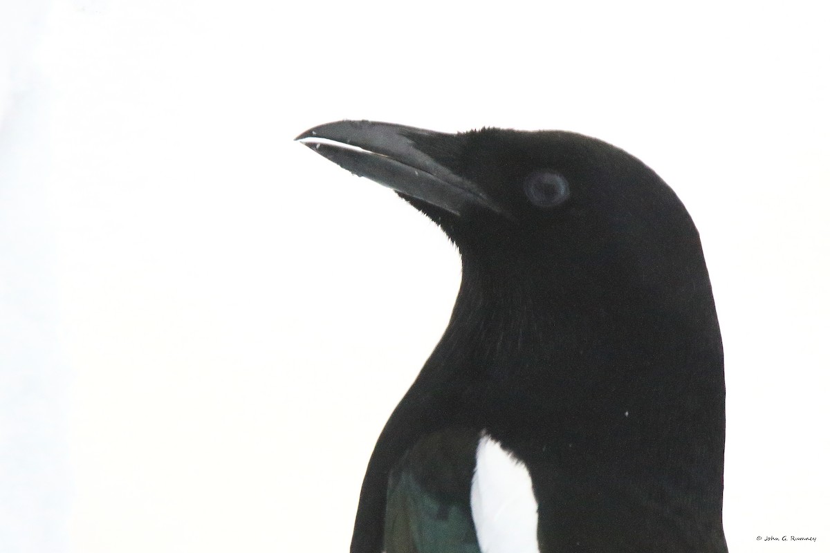 Black-billed Magpie - John Rumney