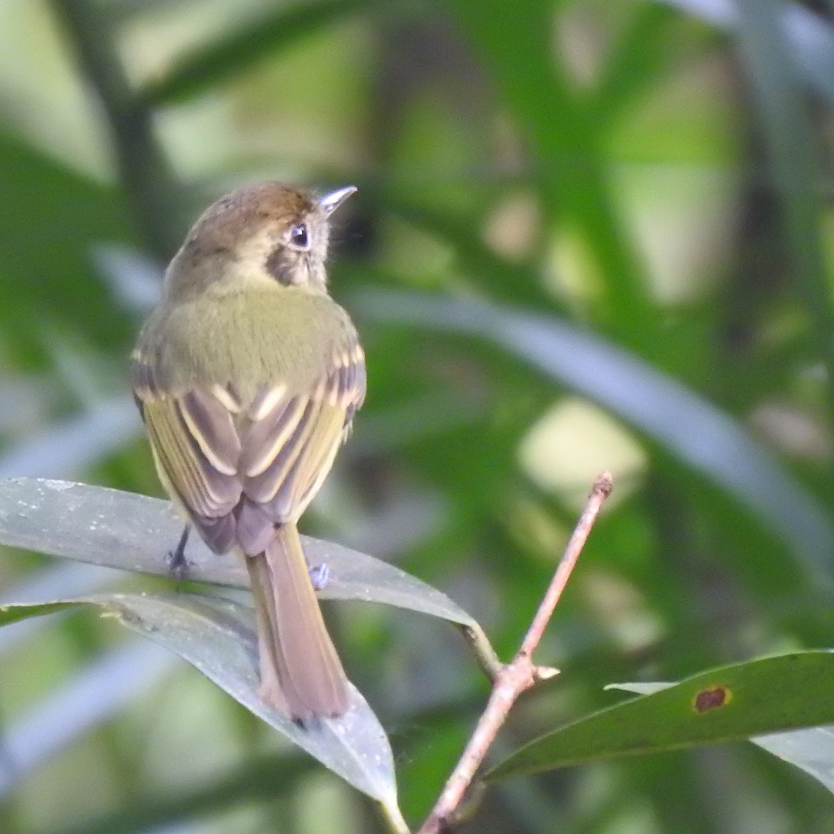 Sepia-capped Flycatcher - ML612123248