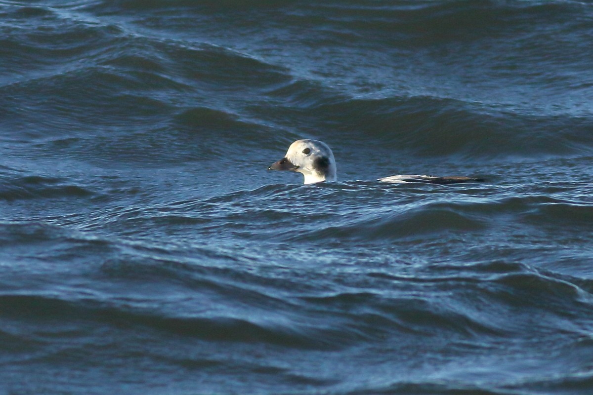 Long-tailed Duck - ML612123389