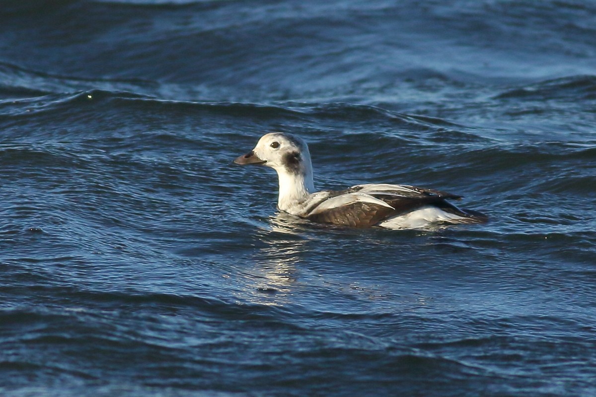 Long-tailed Duck - ML612123390