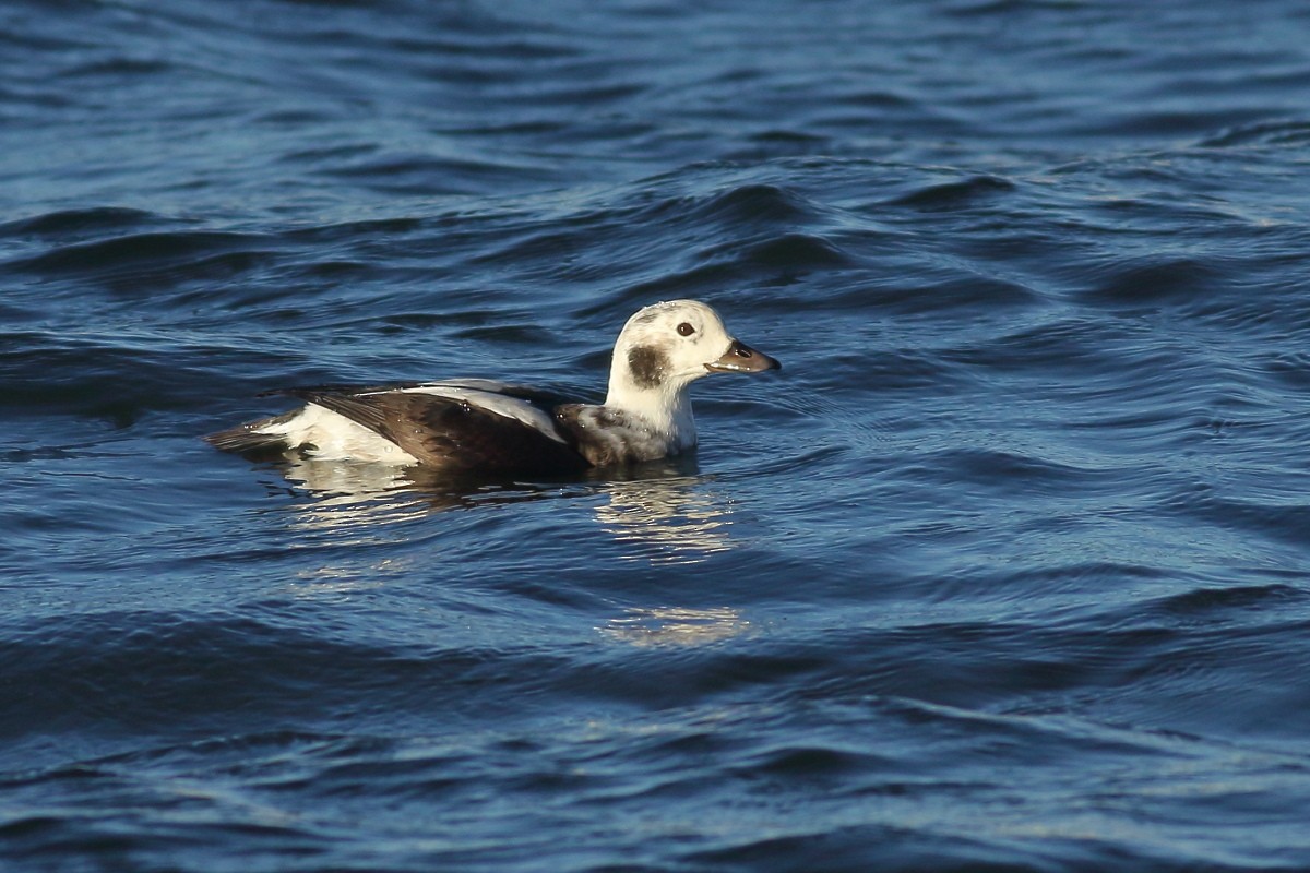 Long-tailed Duck - ML612123391