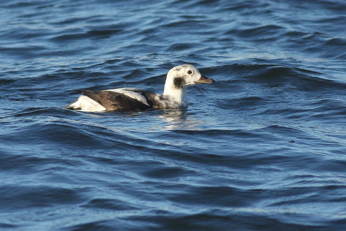 Long-tailed Duck - ML612123500