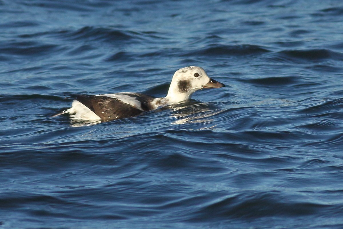 Long-tailed Duck - ML612123501