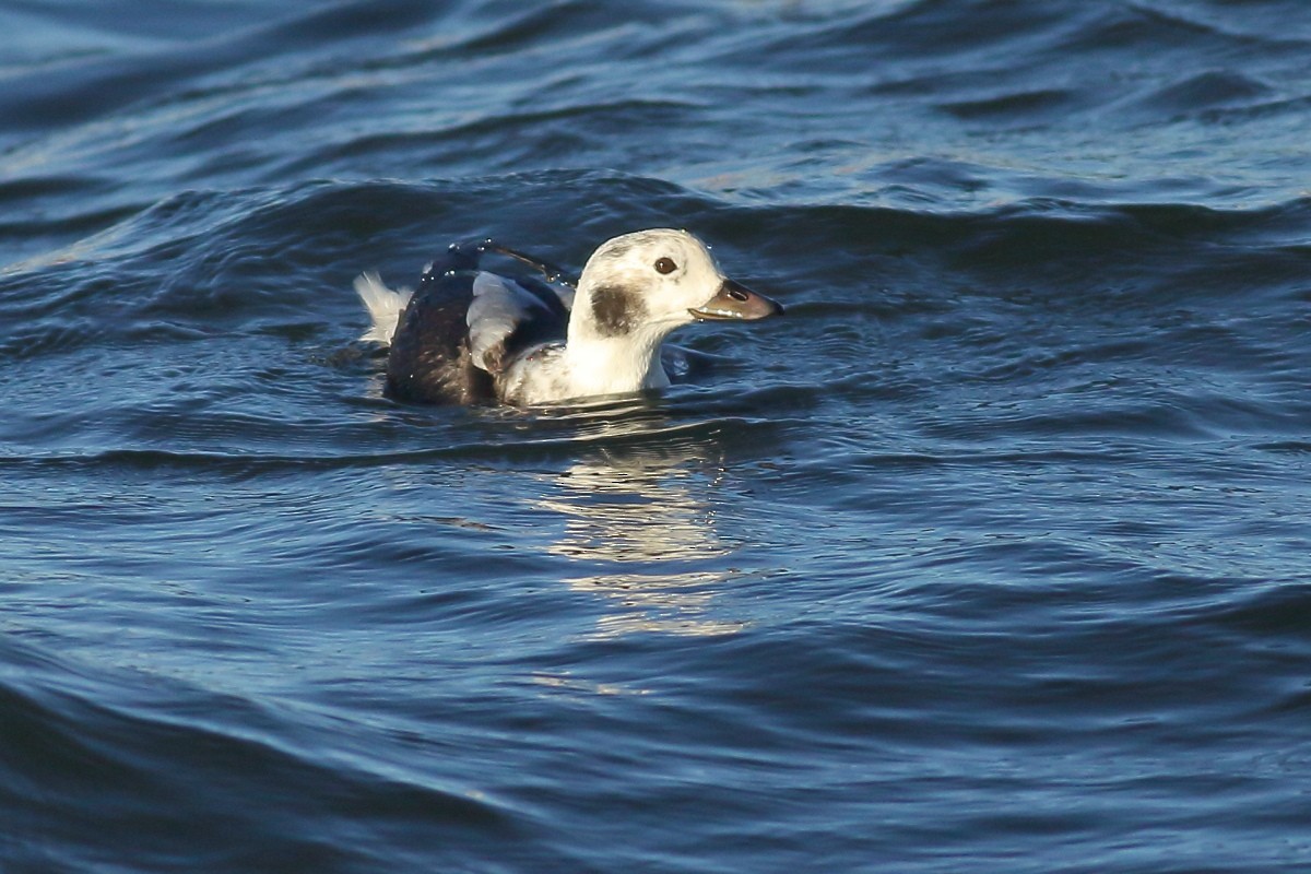 Long-tailed Duck - ML612123554