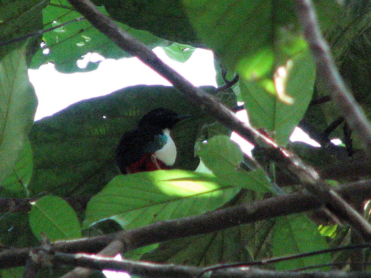 Ivory-breasted Pitta (Ivory-breasted) - ML612123566