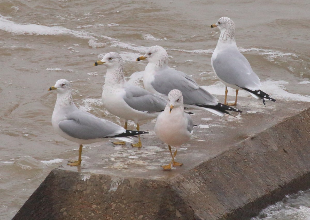 Ring-billed Gull - Mark E Land