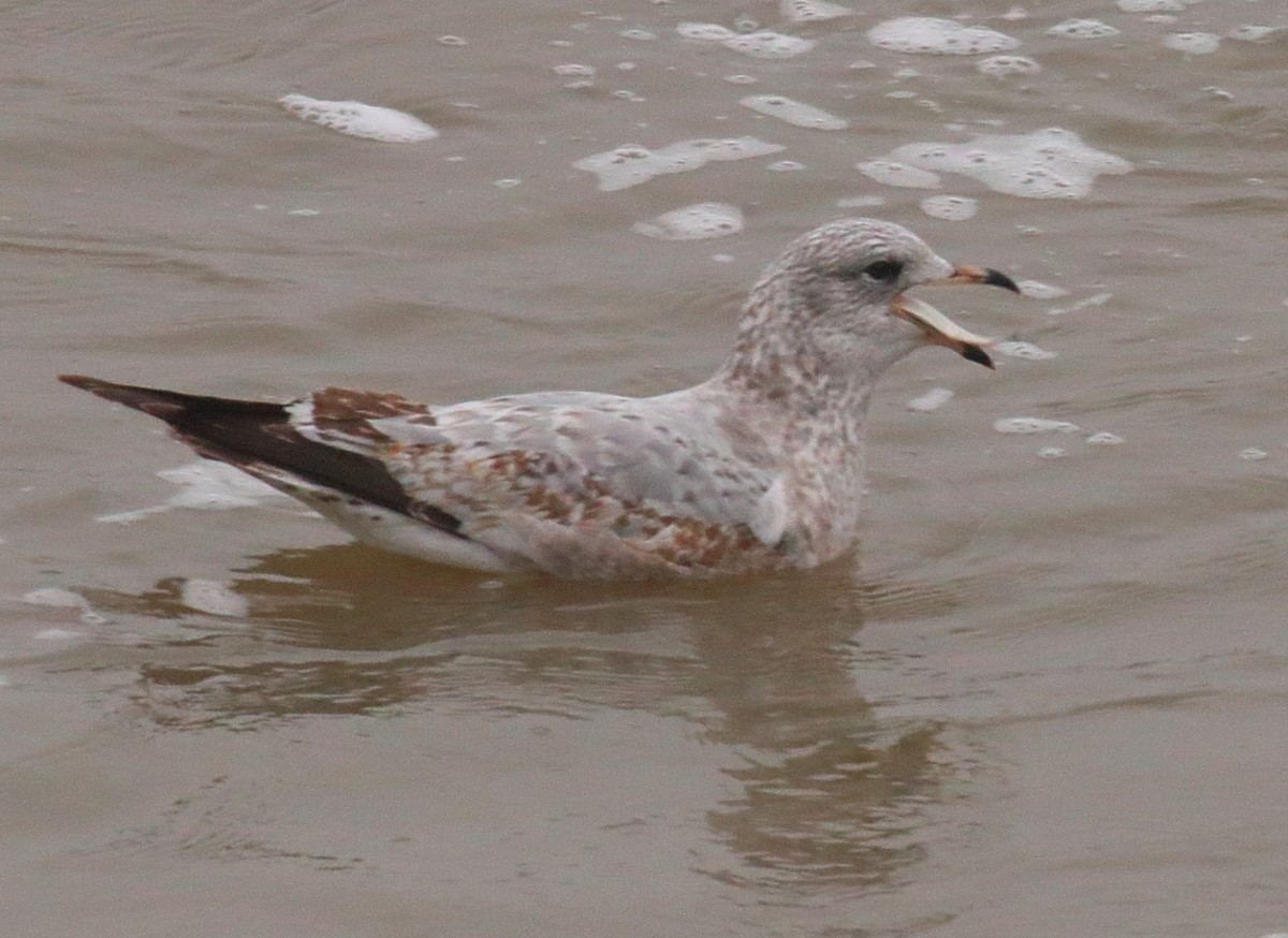 Ring-billed Gull - ML612123653