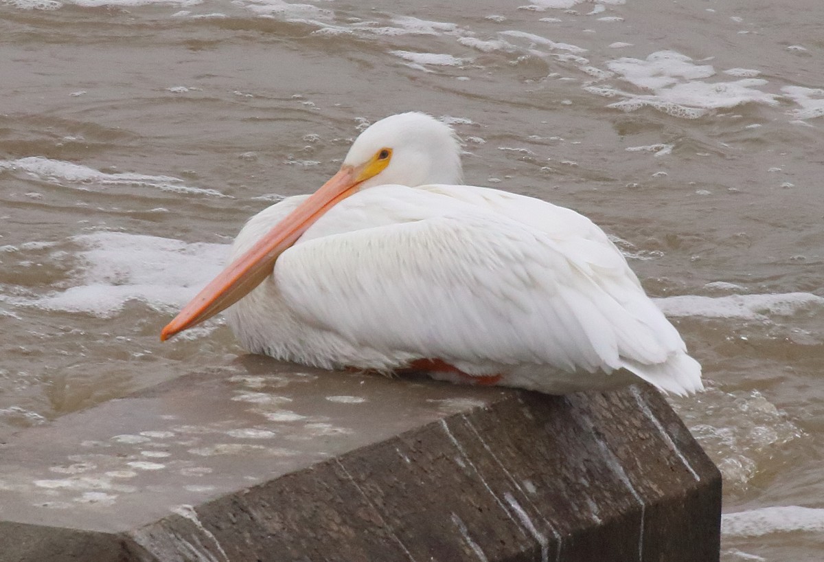 American White Pelican - ML612123676