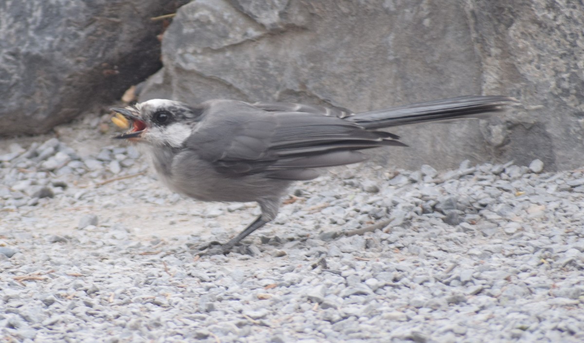 Canada Jay - ML612123694